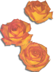 Zukunft - Blumen Grosshandel Weishei