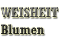 Weisheit Blumen Grosshandel